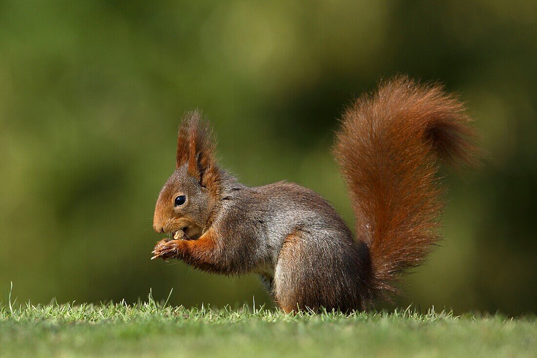 Red Squirrel, Sciurus vulgaris, with hazelnut, Germany.