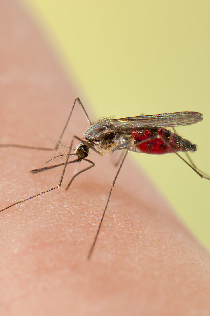 Anopheles plumbeus mosquito female biting on human skin.