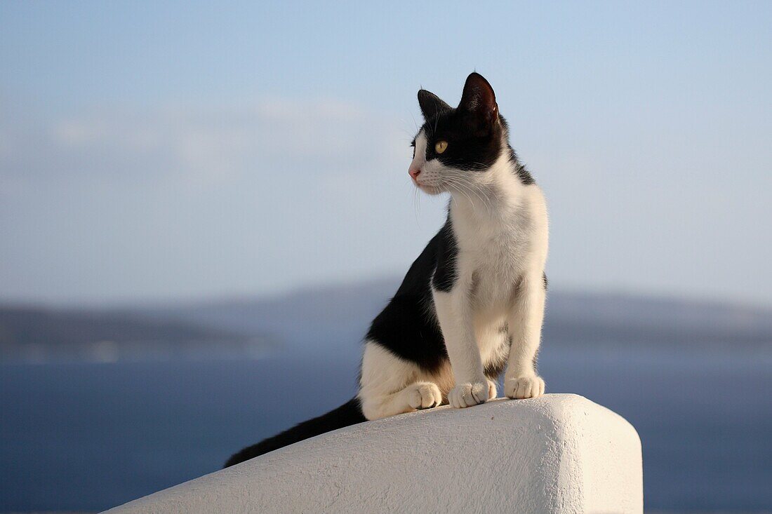 Young cat (Felis catus) in Oia, Santorini, Greece.