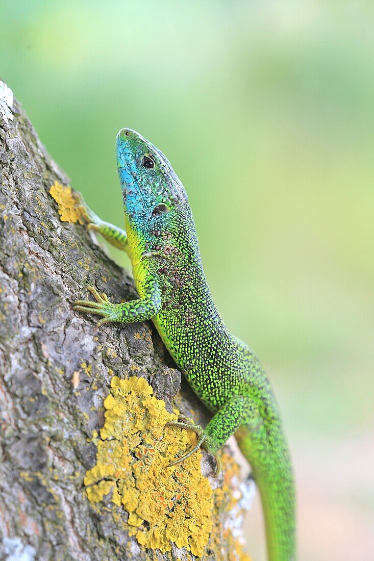Lacerta viridis, Spain, Europe European green lizard
