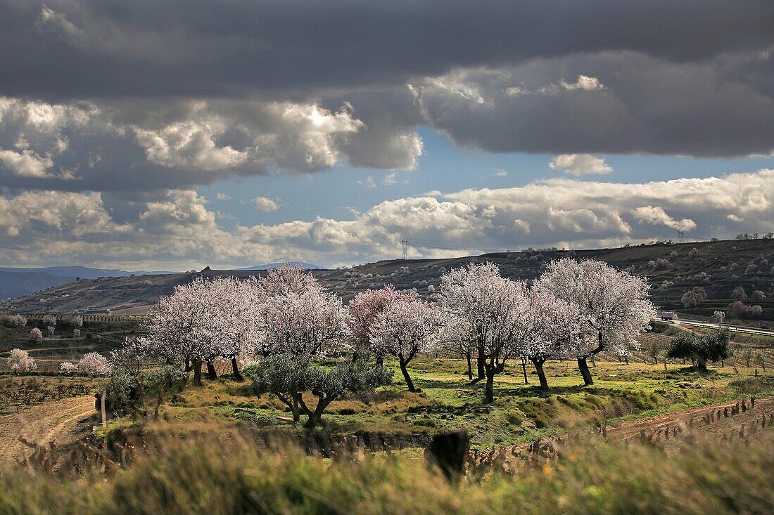 Rioja wine region, blossom almond trees and vines in San Asensio, La Rioja, Spain.