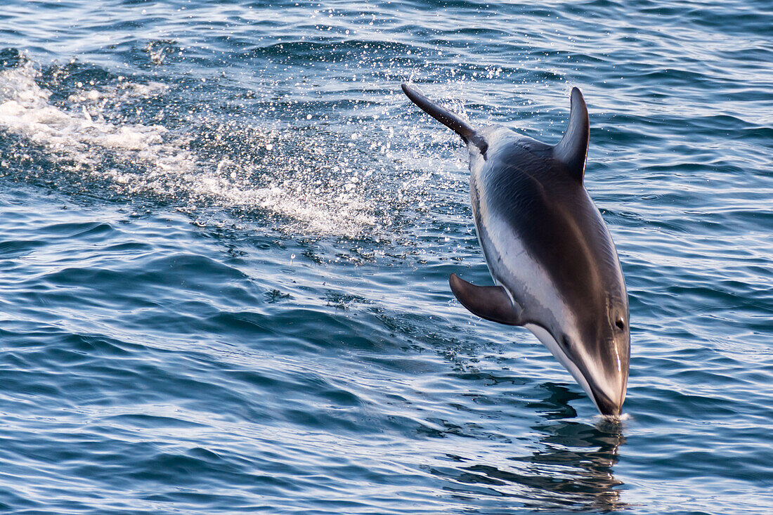 A Pacific White Sided dolphin diving back into the water off the central California coast.