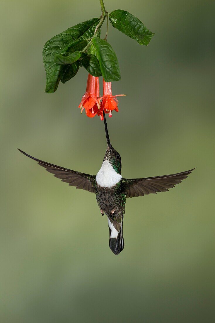 Collared inca hummingbird (Coeligena torquata), feeding on flower, Ecuador, South America.