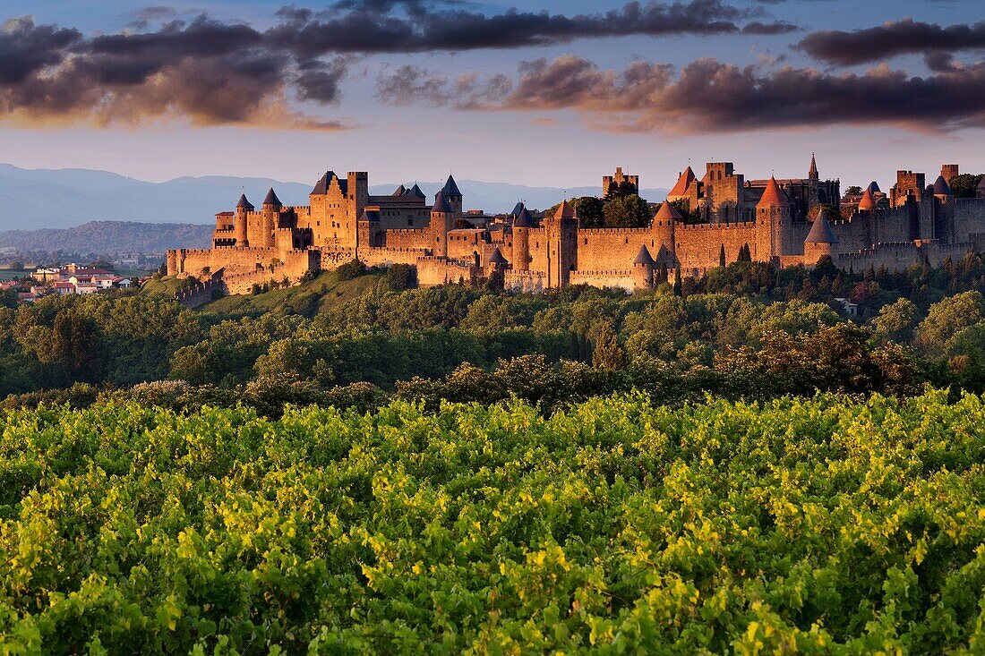 Vineyards and medieval fortified town at sunset, Carcassonne, Aude, Languedoc-Roussillon, France, Europe