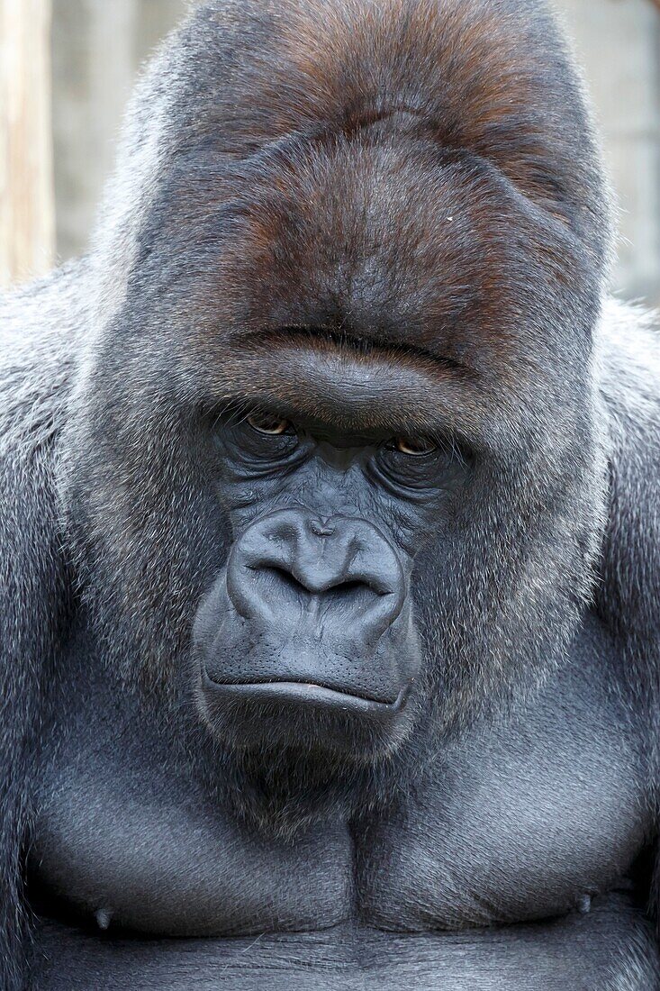 Gorilla, (Gorilla gorilla), Lowland gorilla, male, silverback, captive, Germany