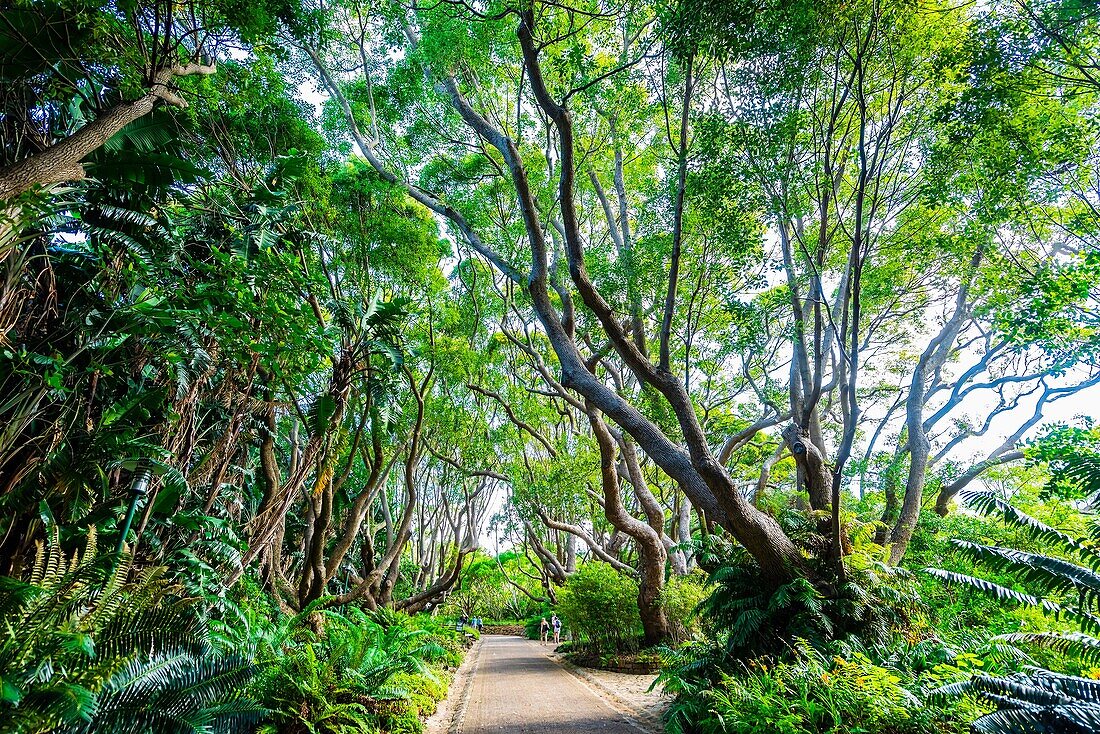 Kirstenbosch National Botanical Garden, Cape Town, South Africa.