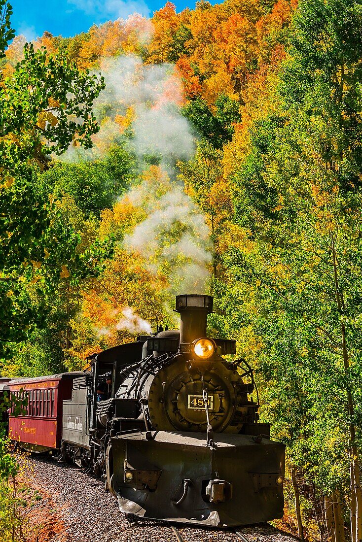 The Cumbres & Toltec Scenic Railroad train pulled by a steam locomotive passes through groves of aspen trees in peak autumn color on the 64 mile run between Chama, New Mexico and Antonito, Colorado. The railroad is the highest and longest narrow gauge ste
