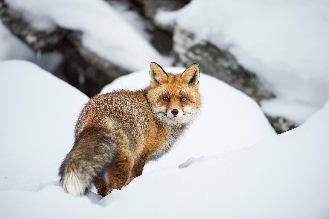 Fox (Vulpes vulpes) in snow, winter fur, National Park Gran Paradiso, Italy.