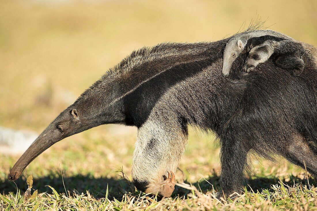 Giant anteater (Myrmecophaga tridactyla), female with cub on its back, walking in farmland, Mato Grosso do Sul, Brazil.