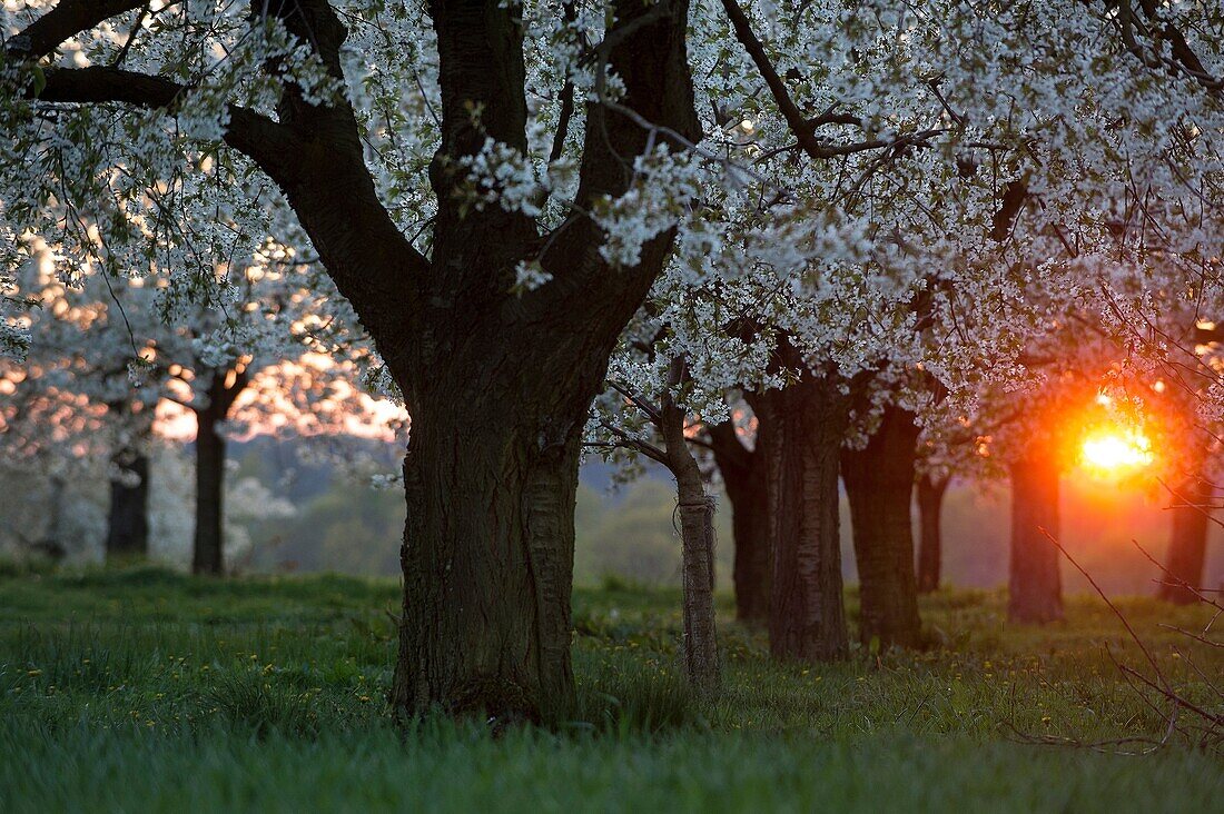 Cherry orchard in spring, sunset, Franconia, Bavaria, Germany.
