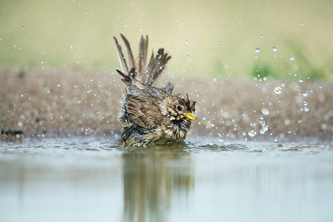 Corn bunting (Emberiza calandra), bathing in small pond, Bulgaria.