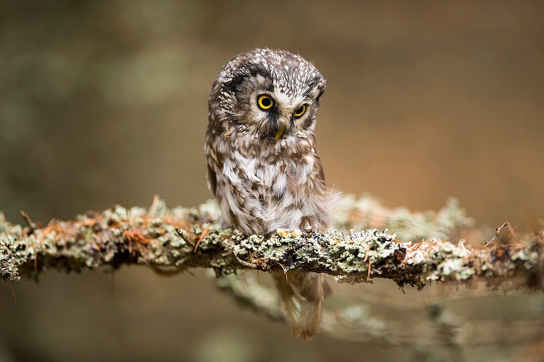 Tengmalm`s owl (Aegolius funereus), sitting on branch with lichens, Czech Republic.