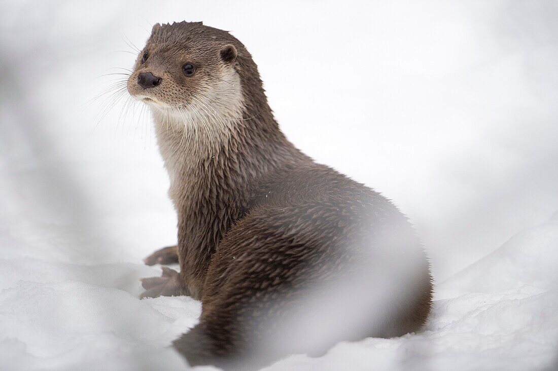 Otter (Lutra lutra), sitting in snow, National Park Bayerischer Wald, Bavaria, Germany.