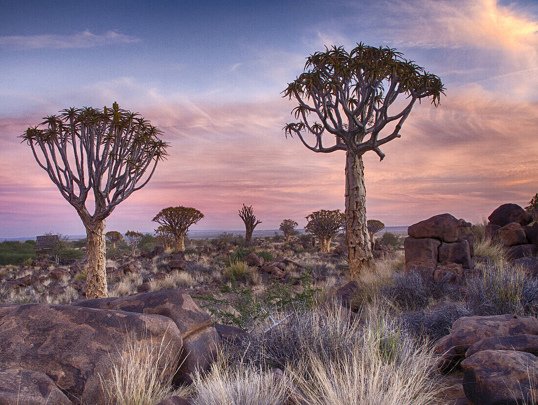 Namibia, Keetmanshoop, Kokerboom Forest, Quiver Tree, Aloe dichotoma