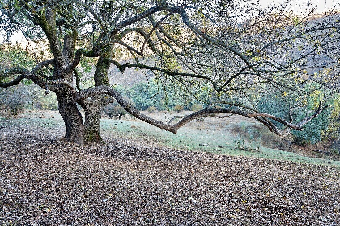 Ash tree in the Lozoya watershed. Patones. Madrid. Spain. Europe.