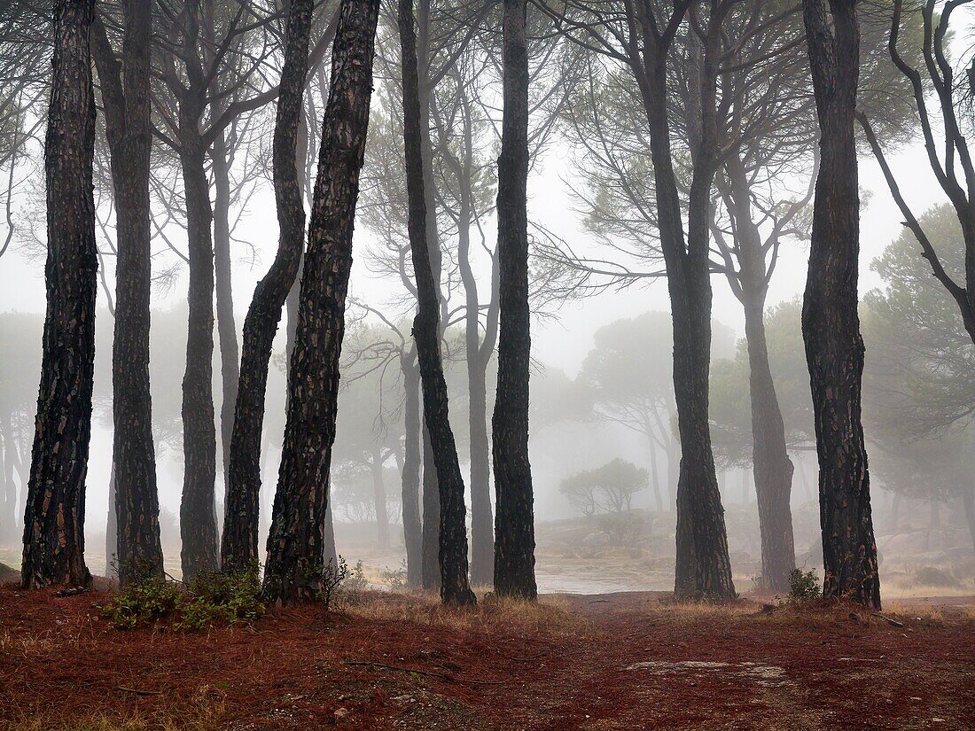 Fog in the pinewood. Cadalso de los Vidrios. Madrid. Spain. Europe.