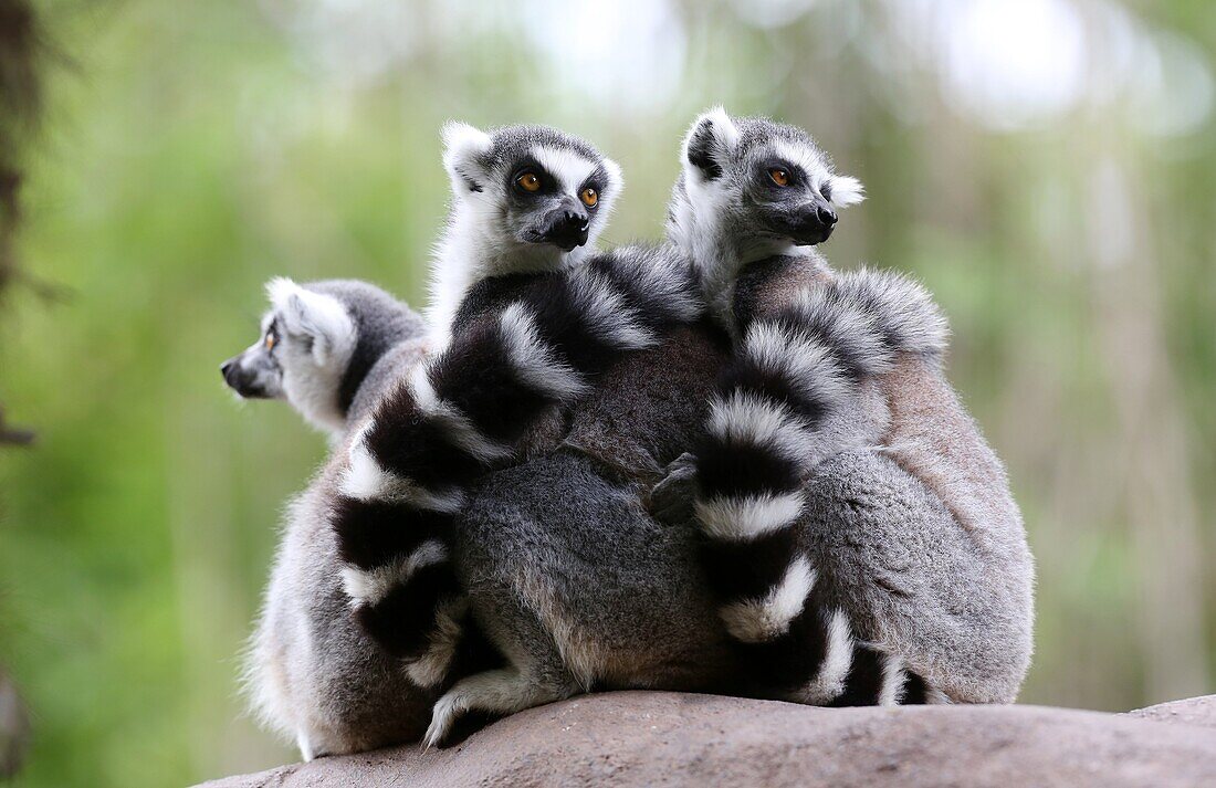 Ring Tailed Lemur, Lemur catta