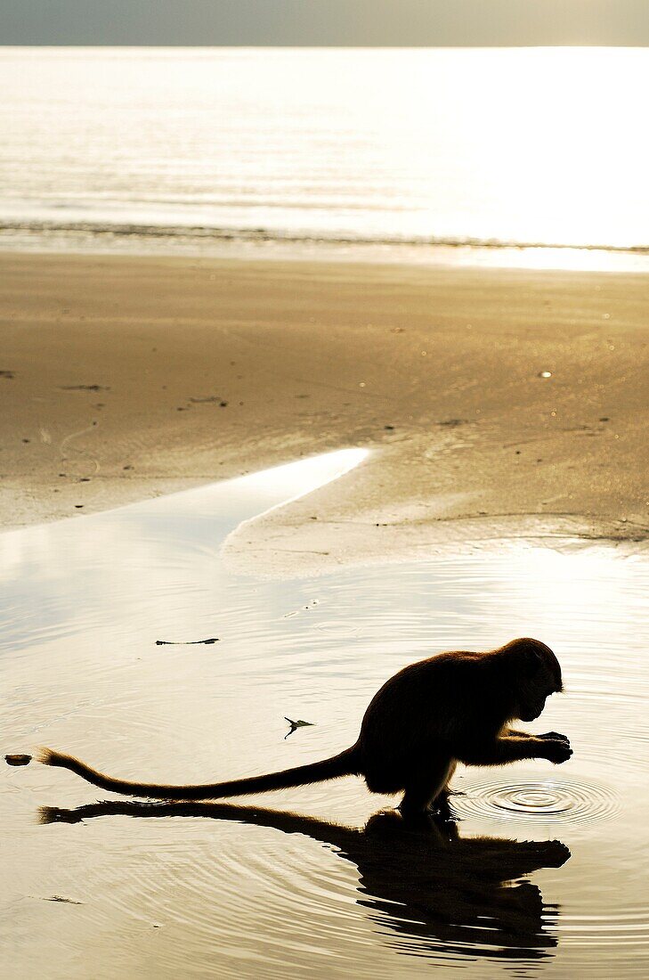 Crab-eating macaque (Macaca fascicularis) in a beach of Bako national park, Sarawak, Malaysia, Borneo.