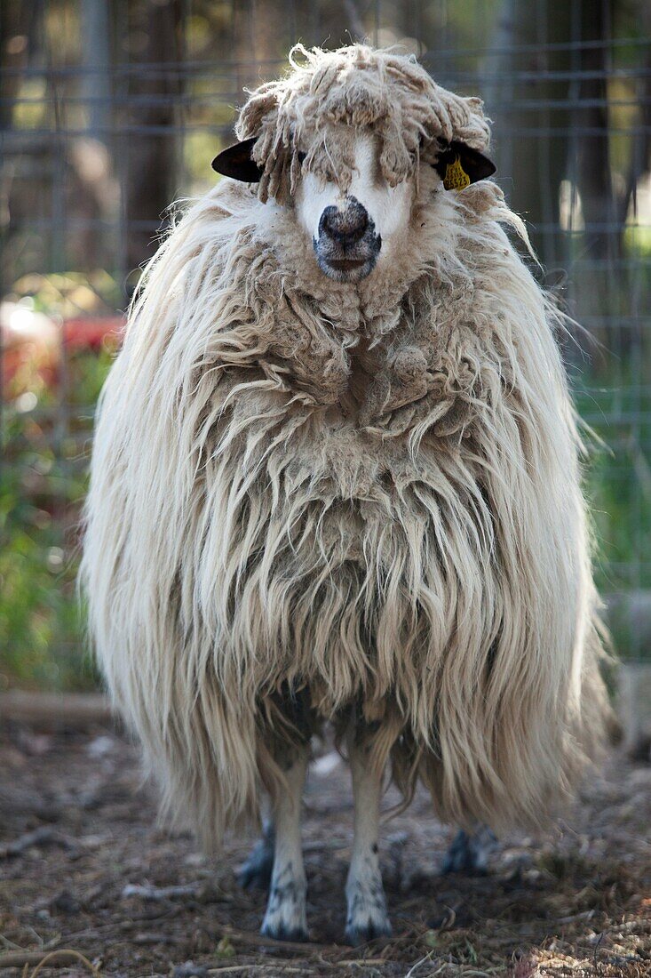 autoctonas Lebrijana Churra sheep, Andalucia, Spain, Europe.