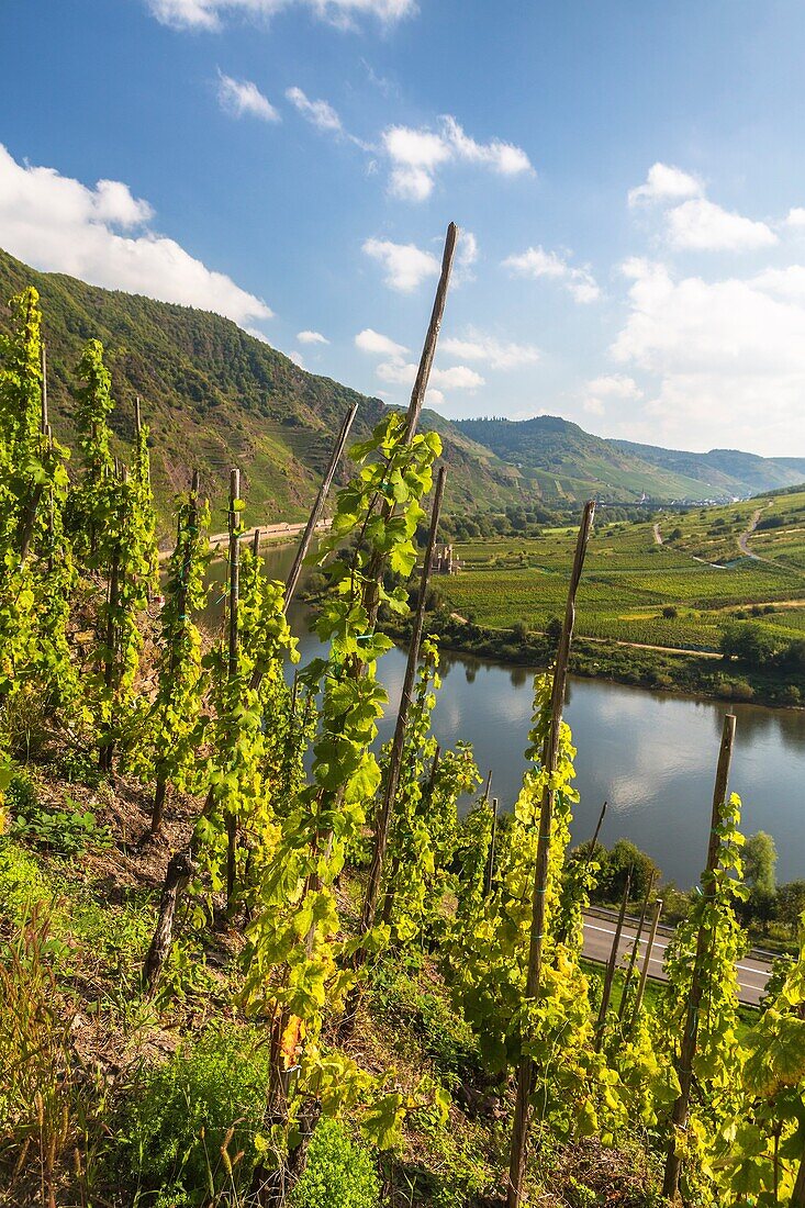Vineyards of the Calmont, Europe´s steepest vineyard location, and the river Moselle, Bremm, Rhineland-Palatinate, Germany, Europe