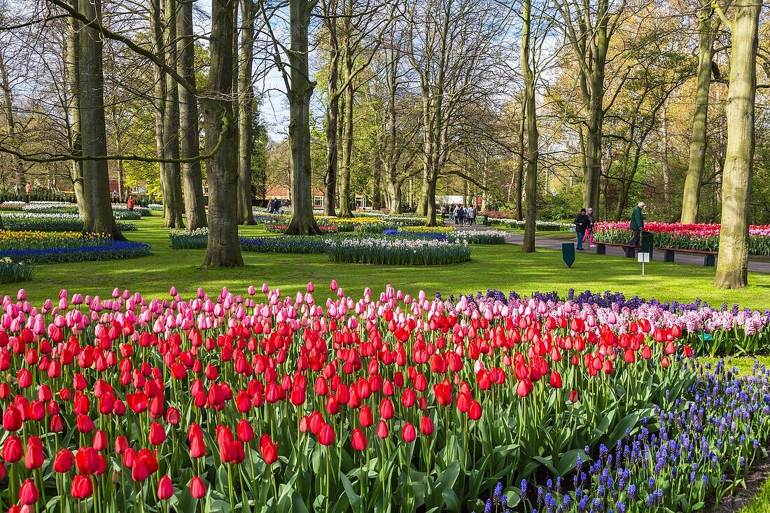 Beautiful blooming flowers in the famous Keukenhof, The Netherlands, Europe
