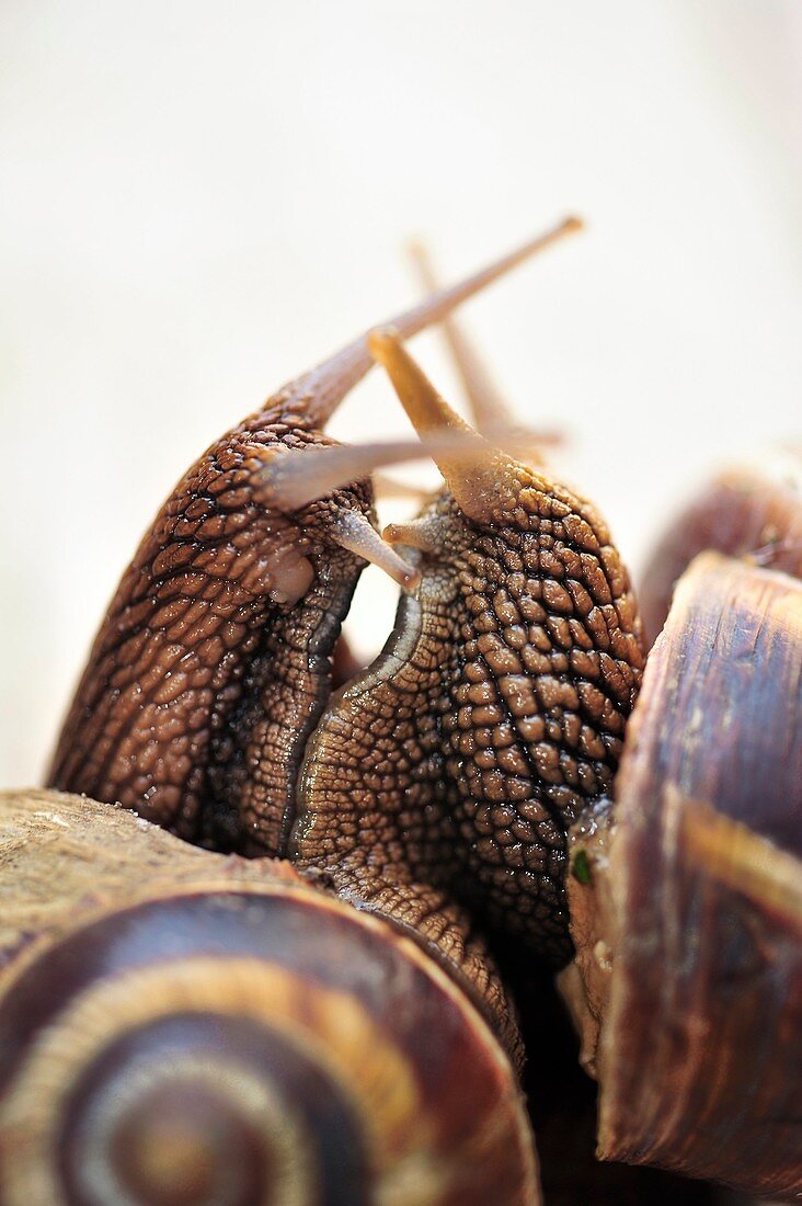 snail lovers