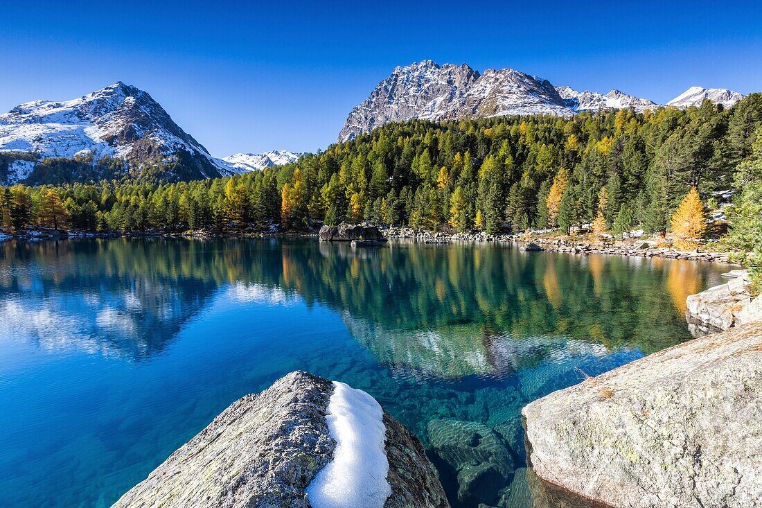 Colorful woods reflected in the blue water of Lake Saoseo Poschiavo Valley Canton of Graubünden Swizterland Europe.