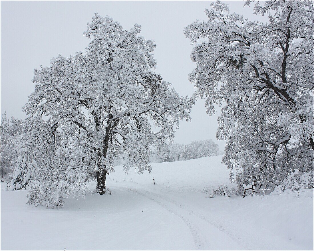 Snowy oak trees stand in snow covered fields in Pleasant Valley, California.