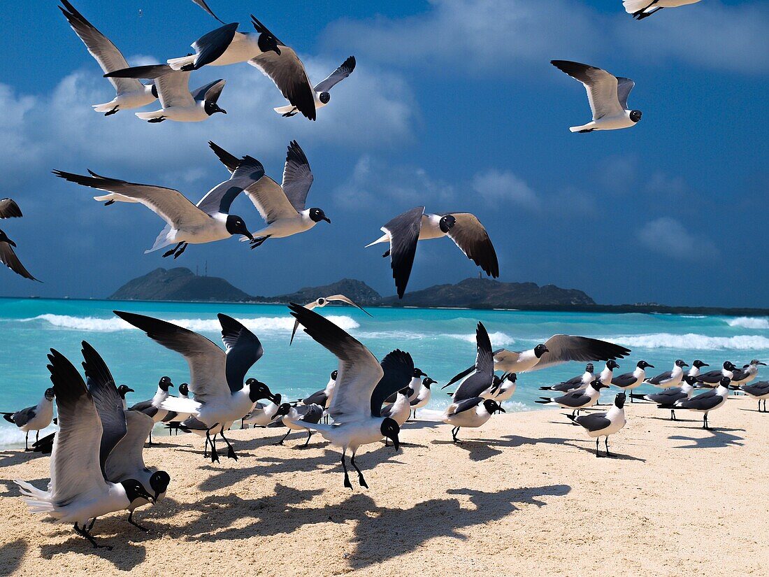 Marine bird Flying Gulls Bonaparte Chroicocephalus philadelphia 1 Animal Flying Gull Bonaparte in sky (Chroicocephalus philadelphia), South America archipiélago Los Roques Venezuela´