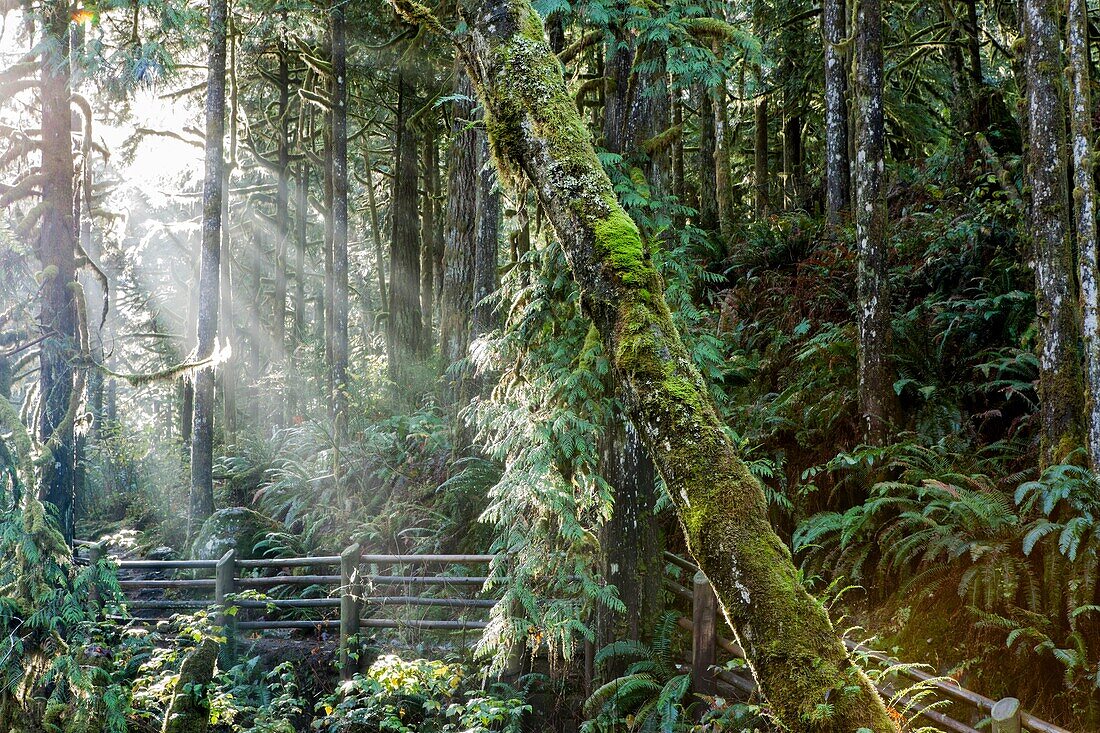Beams of sunlight brighten moss covered trees and wood fence in a Pacific Northwest forest.