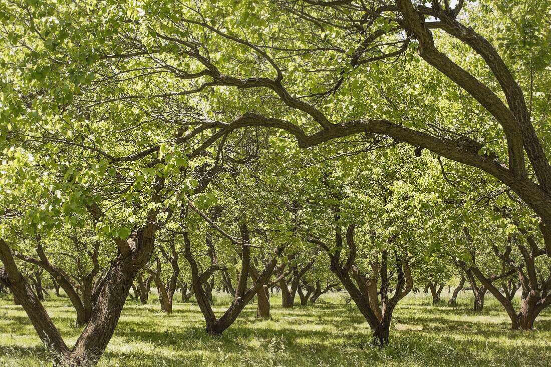 An orchard forms a tree canopy to hold back the sun in Utah.