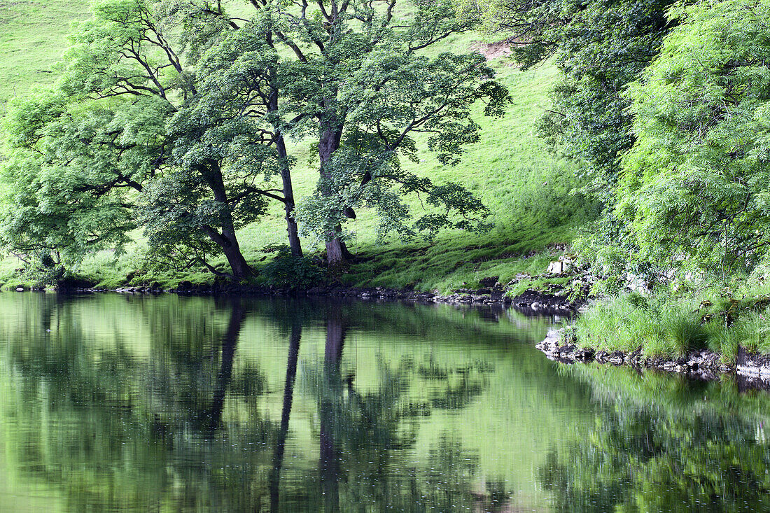 Summer Trees by the River Wharfe near Burnsall Yorkshire Dales England.