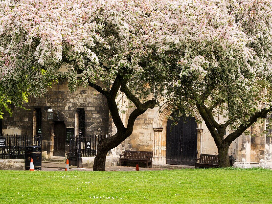 Spring Blossom at York Minster Library in the Old Palace Deans Park York Yorkshire England.