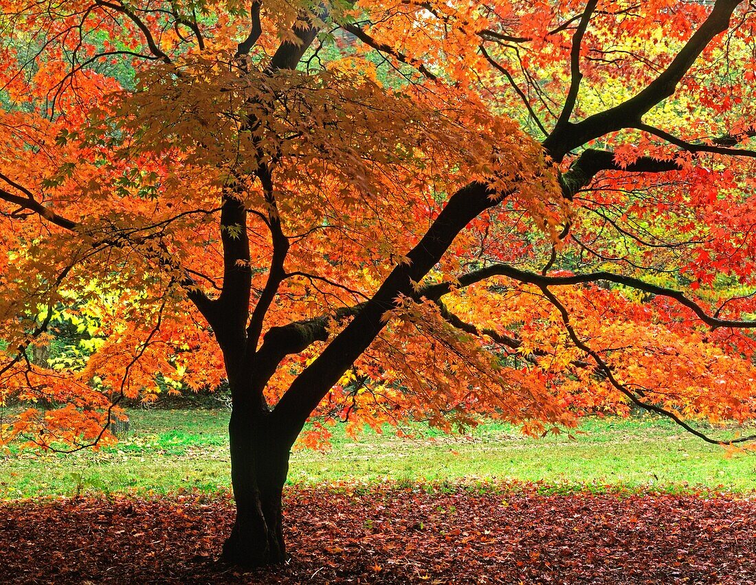The Backlit Maple at Westonbirt Arboretum Gloucestershire England.