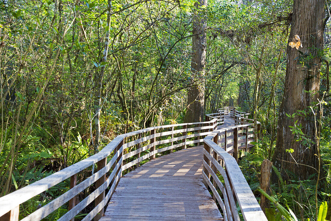 Naples, Florida - The National Audubon Society´s Corkscrew Swamp Sanctuary.