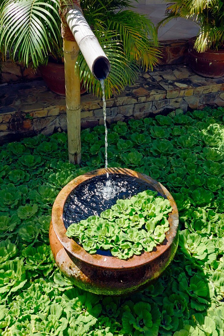 Pond in the garden. Mui Ne, Binh Thuan Province, Vietnam.