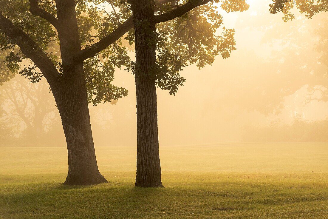 Golden sunlight illuminates a pair of oak trees in fog at sunrise.