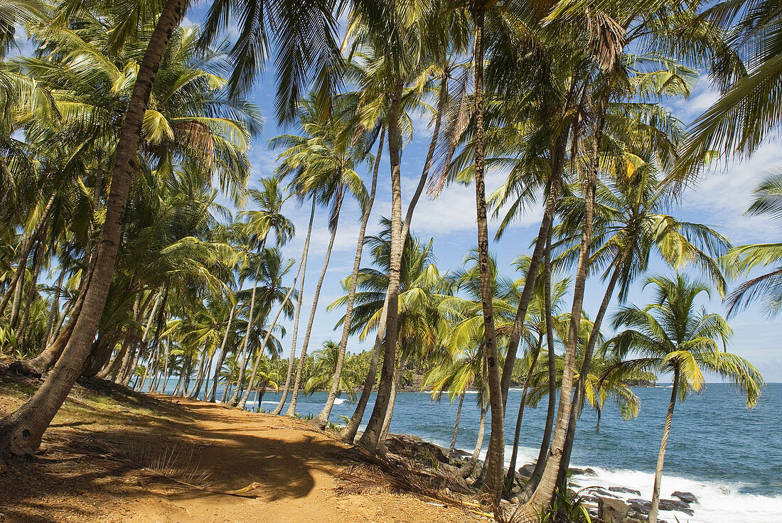 Pfad auf der Pointe des Cayes, Ile Royale, Iles du Salut Inseln der Erlösung, Französisch-Guayana, Überseedepartement und Region von Frankreich, Atlantikküste von Südamerika.