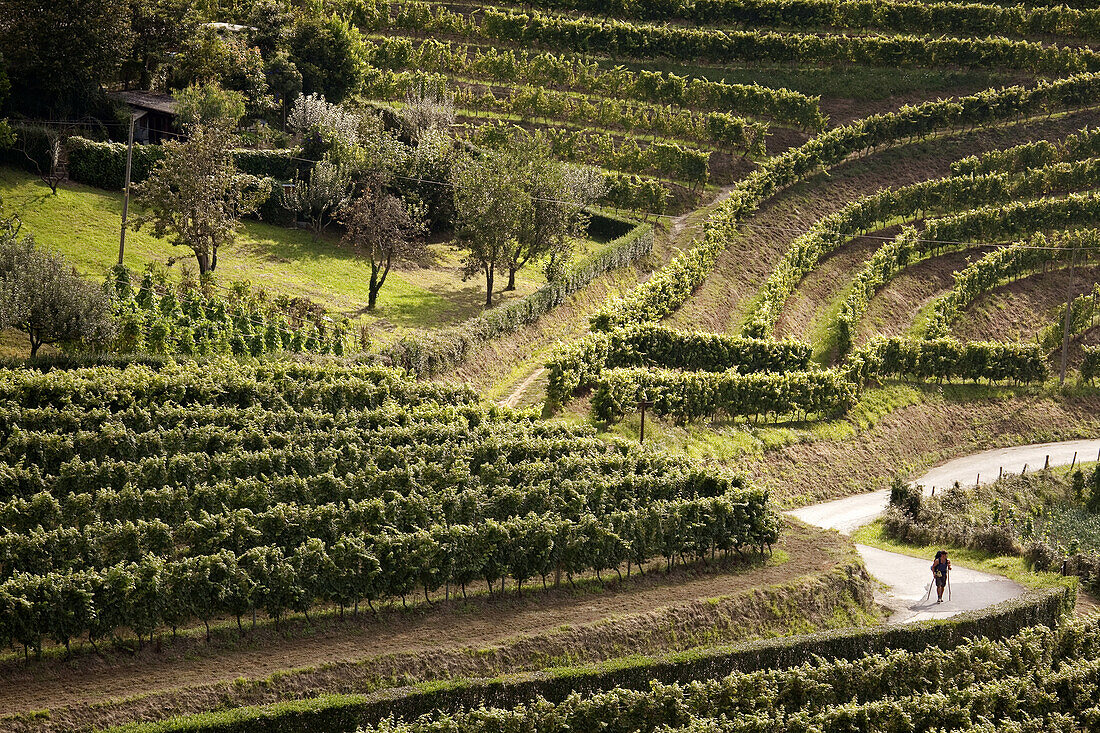 Zaratutz vineyard, Navarre, Spain.