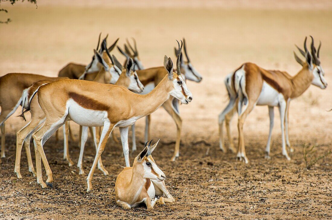 South Africa - Springbok roaming in Khalagadi Transfrontier Park.