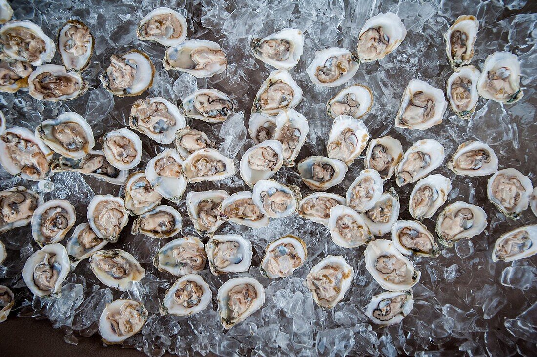 Shucked oysters on ice.