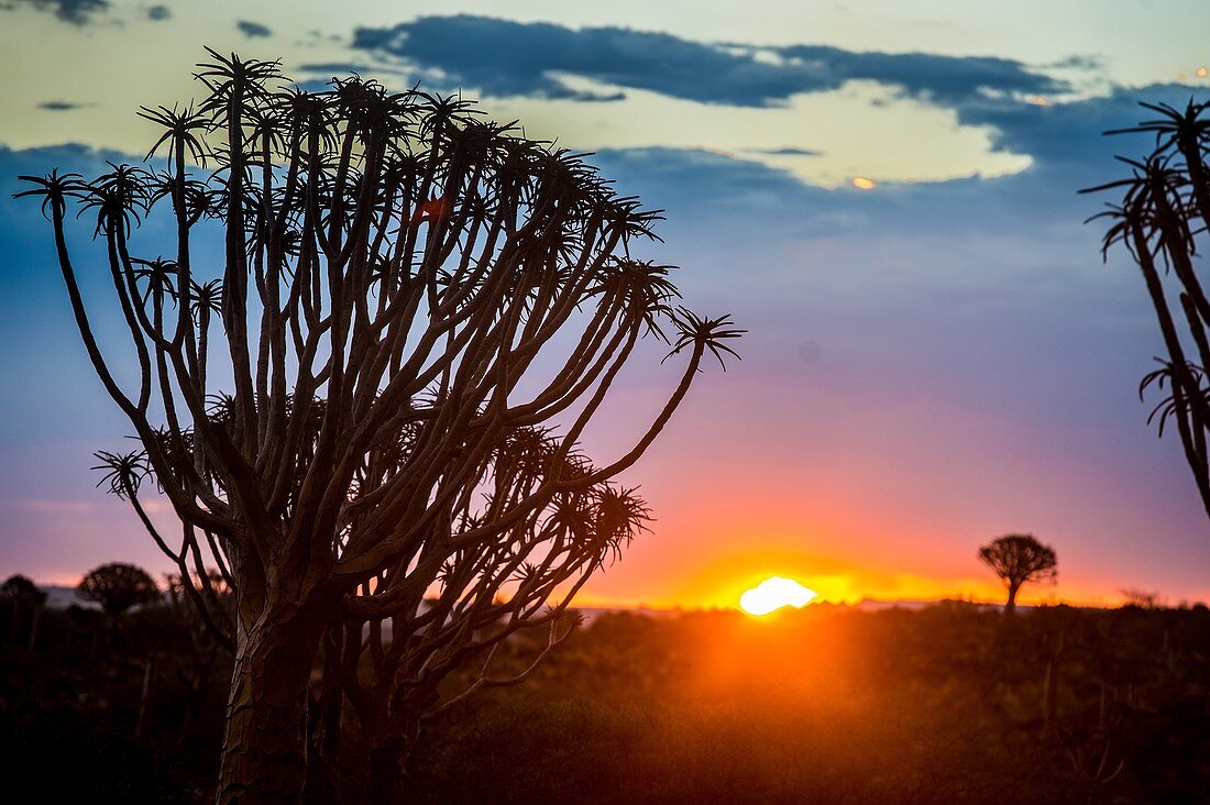 Keetmanshoop, Namibia - Quiver tree forest silhouetted at dusk in the Playground of the Giants.
