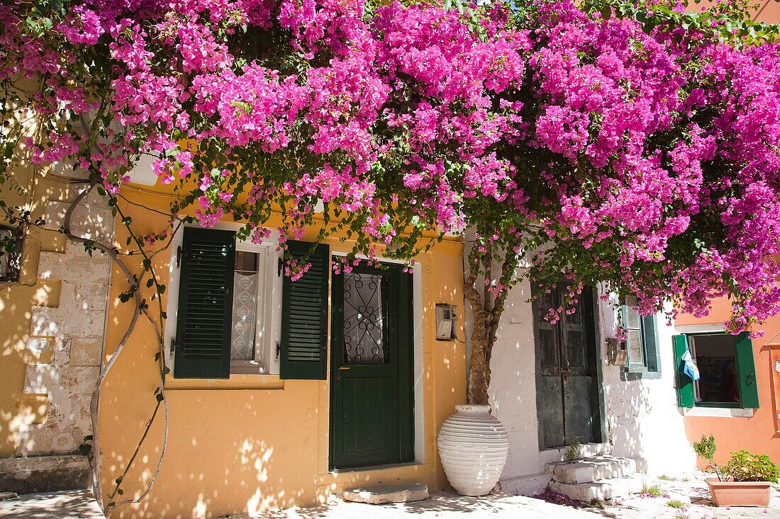 house and bouganville, Longos village, Ionian Islands, Paxi island, Greece, Europe.
