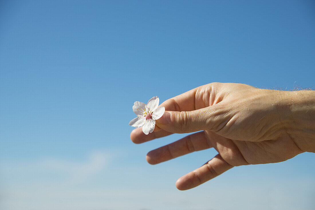 Man´s hand holding a flower of almond tree against blue sky.