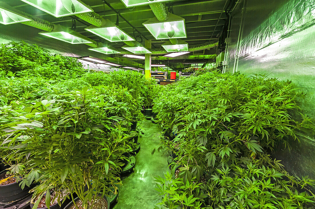 The Green Mile is a 150 foot long room where pot plants are kept in their vegetative stage. The plants receive 18-24 hours of light per day. The plants are in a growing stage, not flowering. Clippings are taken to create the next generation of plants. Med