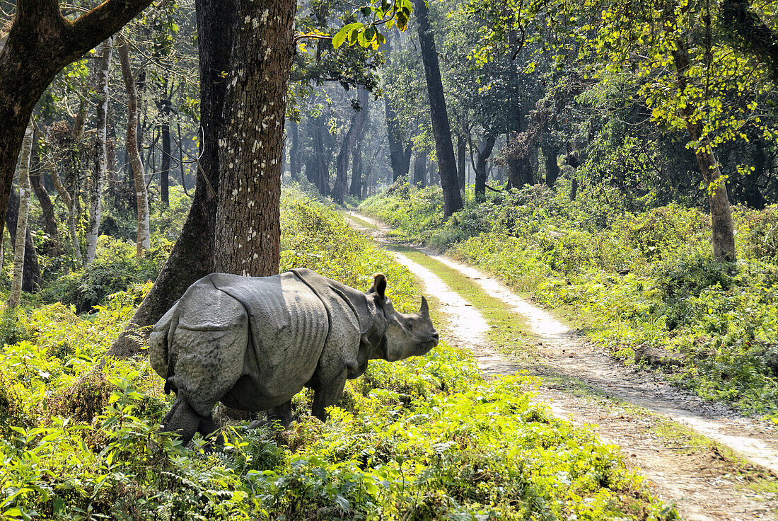 One-horned Rhino (Rhinoceros unicornis). Chitwan National Park (CNP), Nepal, Asia.