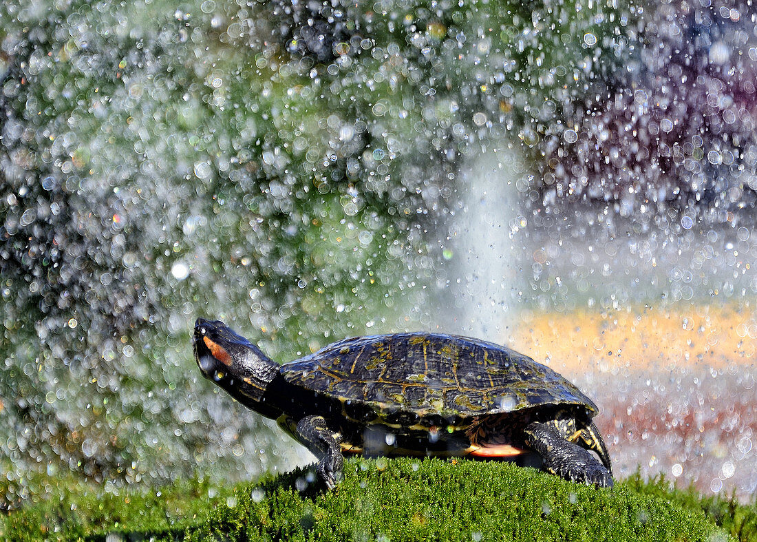big tourist attraction in center of Sibenik, fountain full of turtles, Sibenik, Dalmatia, Croatia, Europe.