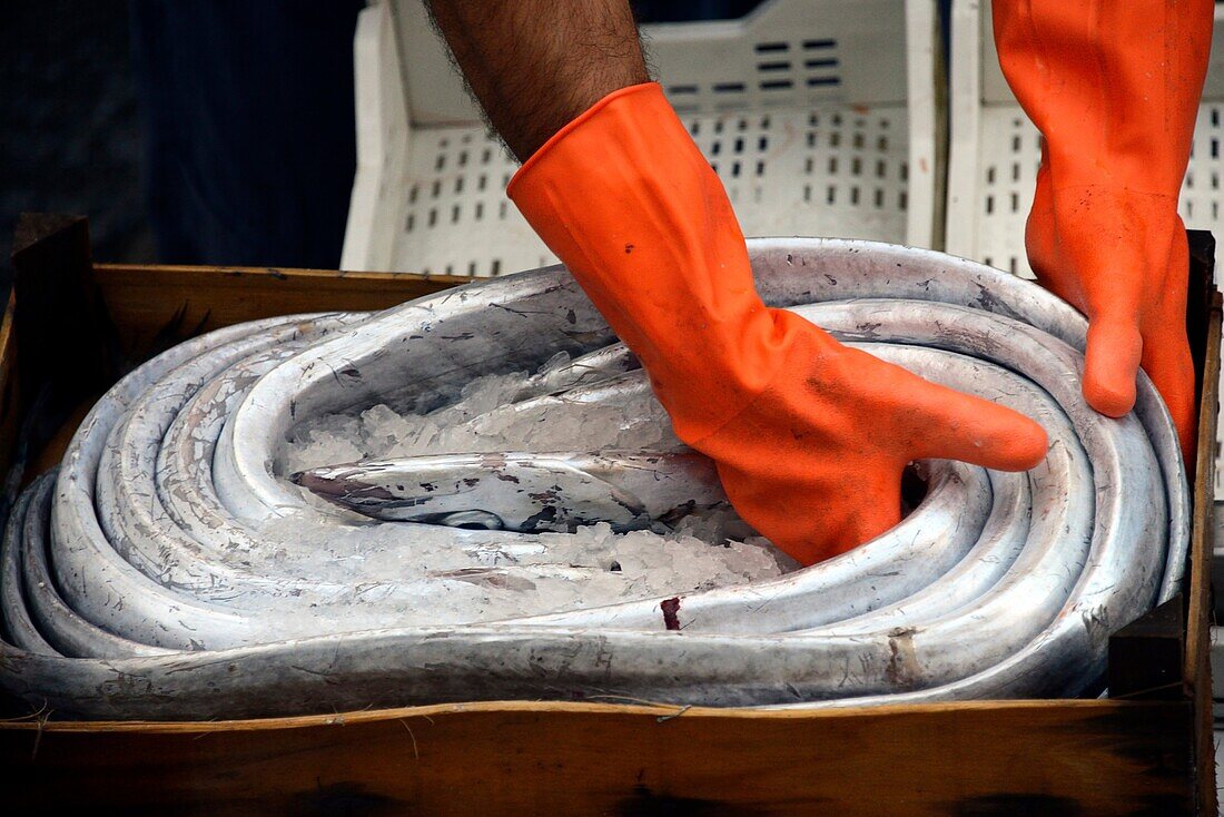 eel in ice, fish market, Catania, Sicily, Italy.