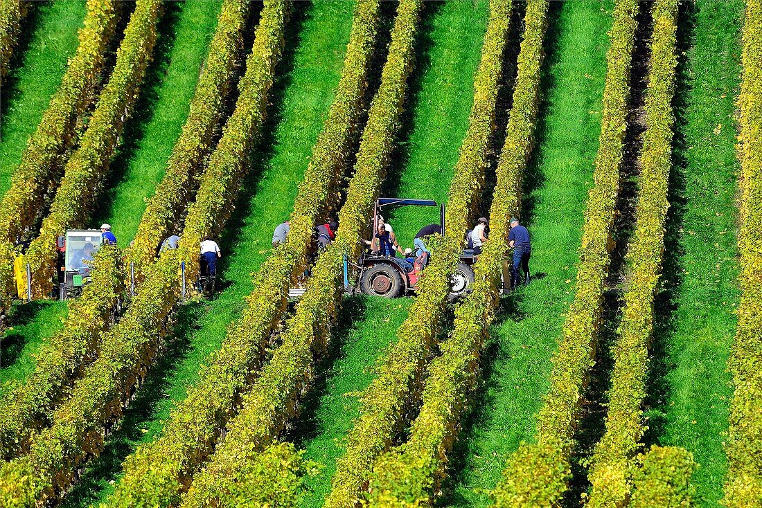 Europe, Switzerland, Canton Vaud, La Côte, Morges district, Aubonne vineyards, grape harvest time, people picking grapes