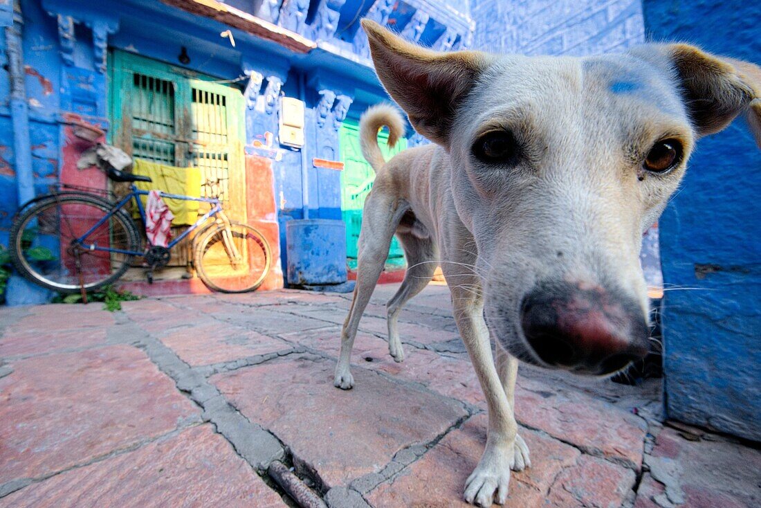 Stray dog close to a colorful house of Jodhpur.